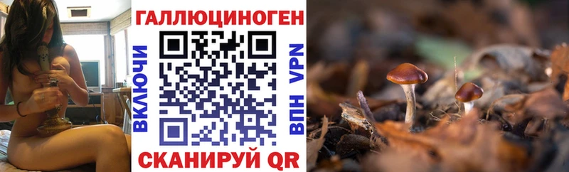 где купить наркоту  Кашин  Псилоцибиновые грибы MAGIC MUSHROOMS 